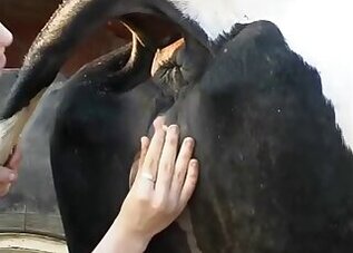 Farm bestiality porn