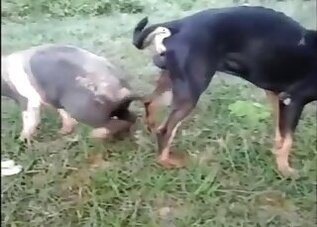Outdoor bestiality porn